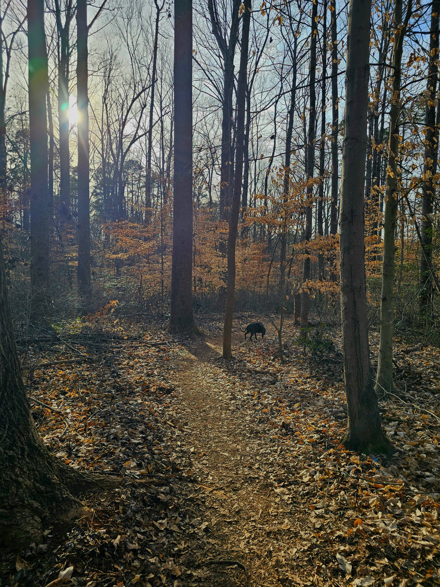 Canine Composure Adventure Days