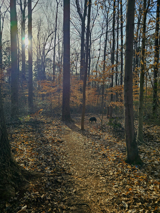 Canine Composure Adventure Days