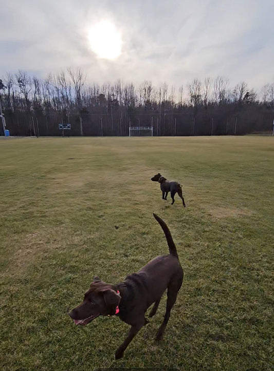 Off Leash 101 Group Class